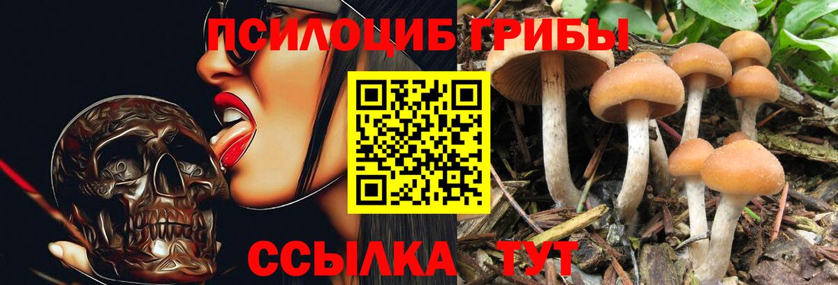 Псилоцибиновые грибы Psilocybe  Благодарный 